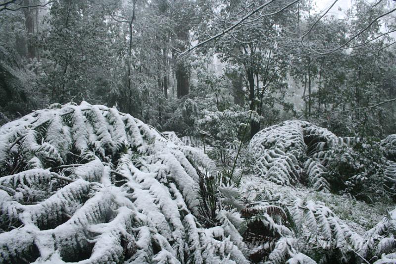 Snow on tree ferns, Sassafras IMG_7652.JPG